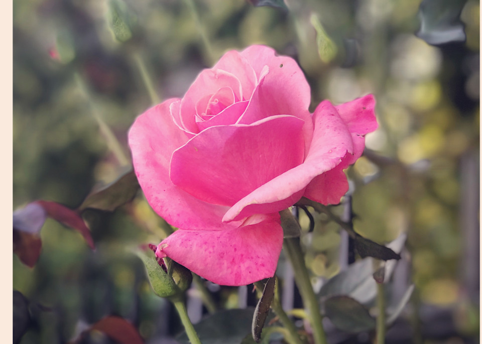 Pink Rose Art | Mikey Rioux
