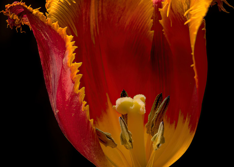 Didier's Tulip Photography Art | Kendall Photography & Fine Art