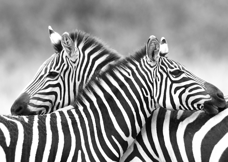 Seeing Double  Photography Art | Visual Arts & Media Group Corporation 