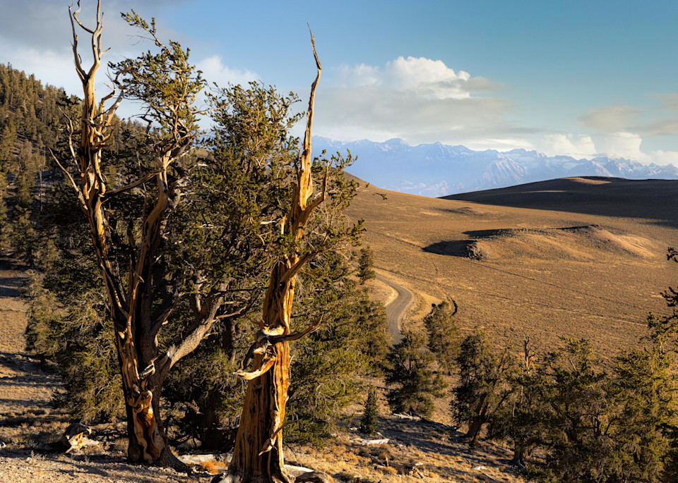 Ancient Bristlecone Pine | Landscape Photography | Tim Truby 