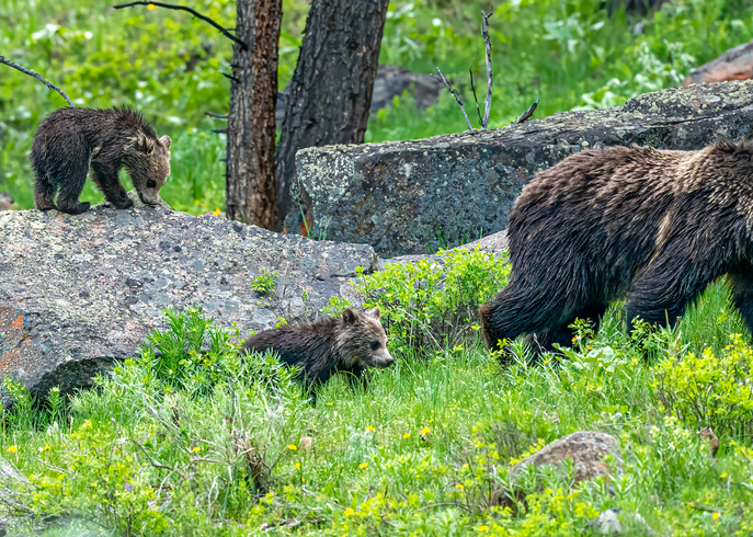 Three Bears Photography Art | Mind Works Images