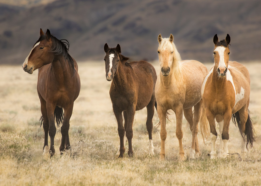 Family of Four wild horse print