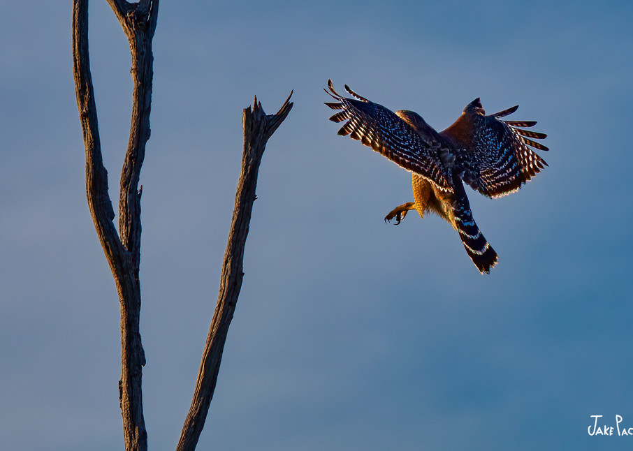 Red-Shouldered Hawk landing on a branch