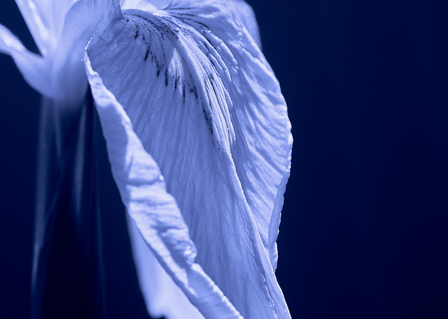 Iris flower photography.
