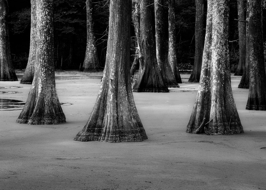Cypress in Duckweed - Louisiana swamp fine-art photography prints