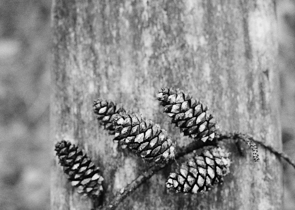 Texas Pine Cones Photography Art | TERESA BERG PHOTOGRAPHY