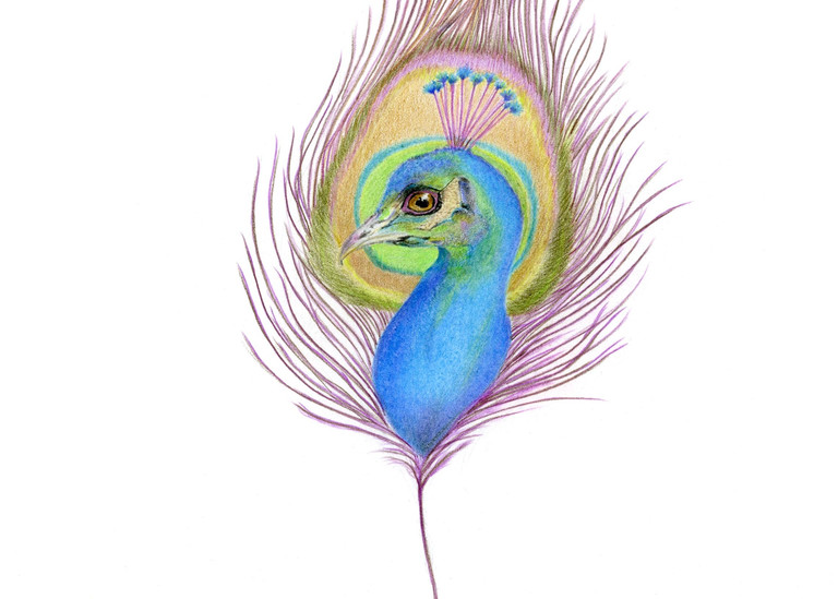 Peacock In Its Feather 300 Dpi Slaven Kathleen Art | Kathleen Slaven Art