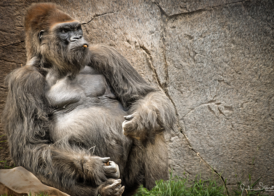 "Big Daddy" Silverback Gorilla   Painted Photography Art | Julian Starks Photography LLC.
