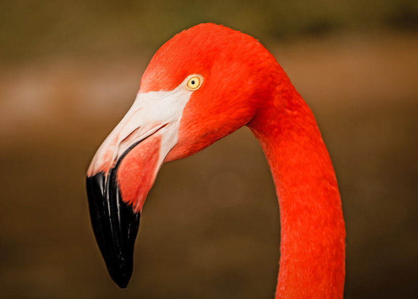 Flamingo In Profile   Painted Photography Art | Julian Starks Photography LLC.
