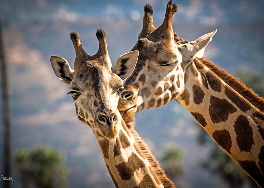 Giraffe's In Love!   Painted Photography Art | Julian Starks Photography LLC.