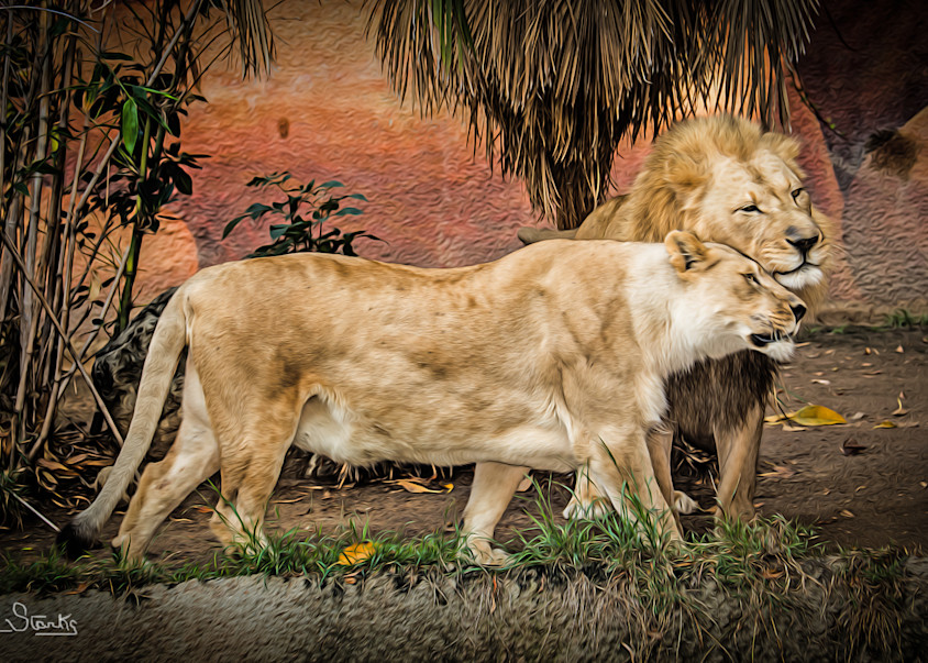 The Loving Lion Couple!   Painted Photography Art | Julian Starks Photography LLC.