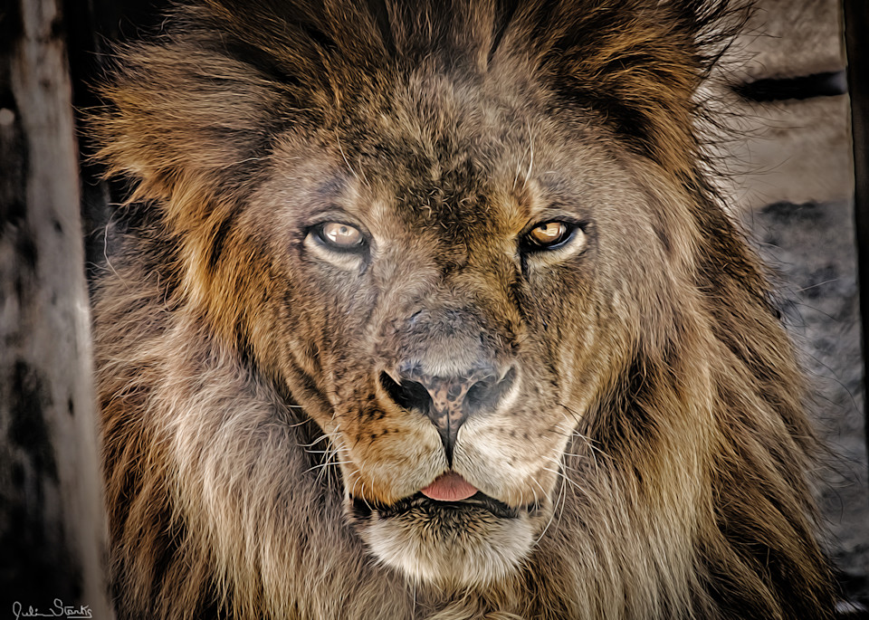 Regal Lion   Painted #1 Photography Art | Julian Starks Photography LLC.