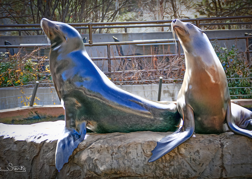 California Sea Lion   Painted Photography Art | Julian Starks Photography LLC.
