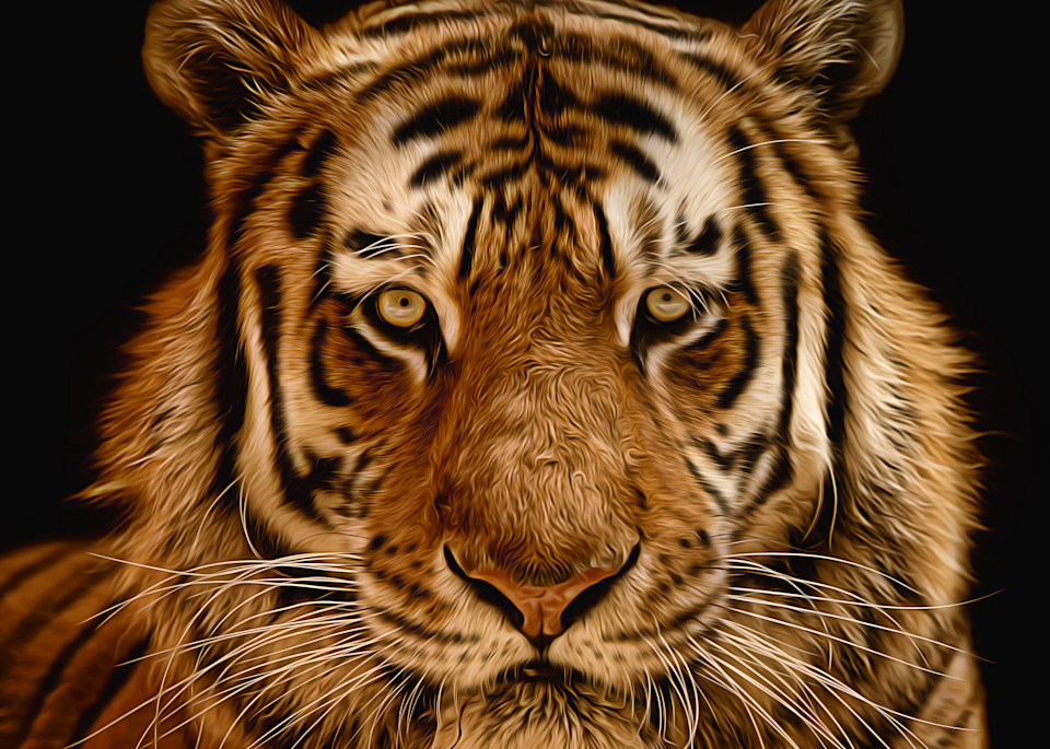 Siberian (Amur) Tiger In Black Space   Painted Photography Art | Julian Starks Photography LLC.