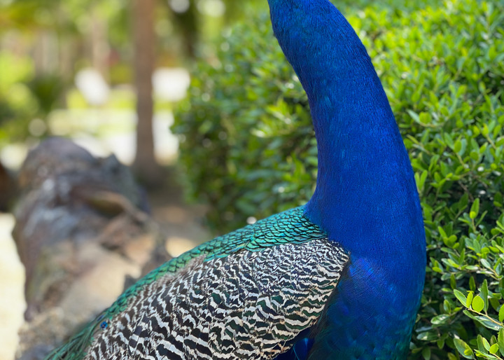 Peacock Close Up Art | nancy iannitelli studio