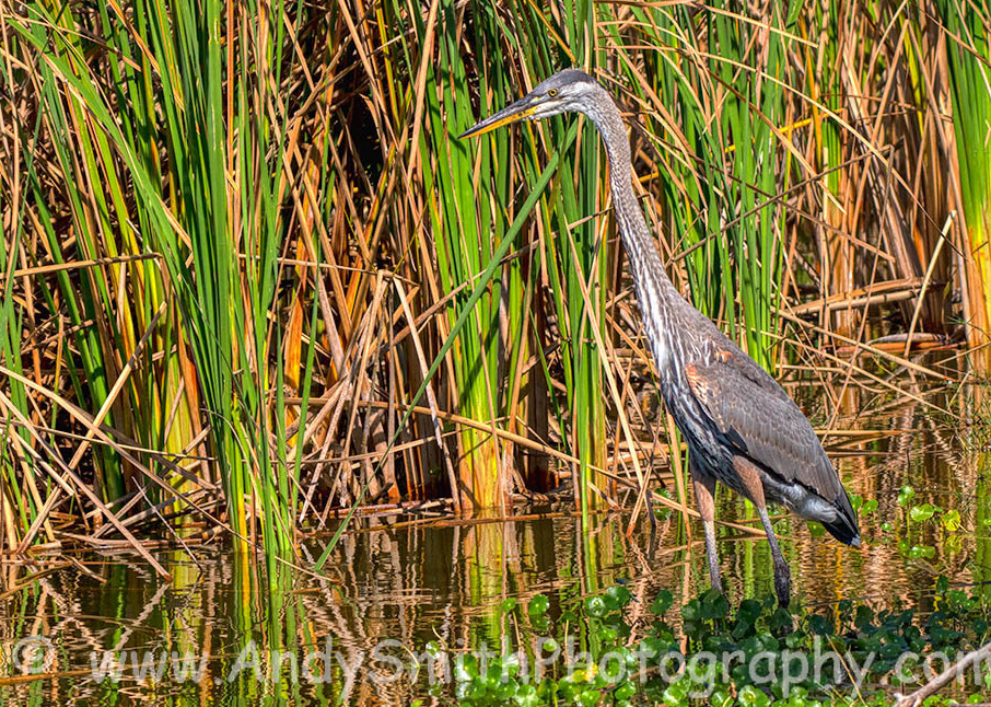 Great Blue Heron by Grass