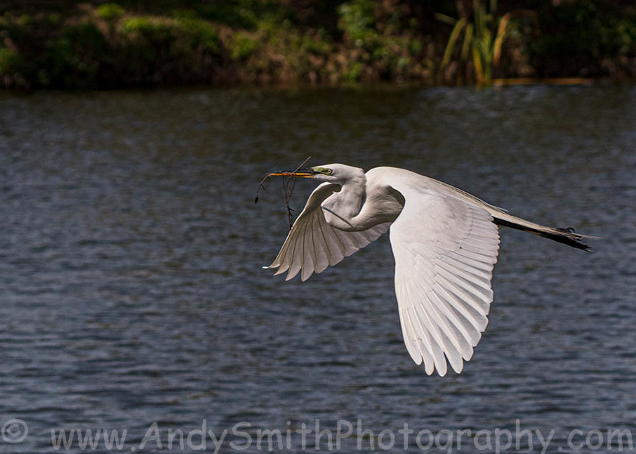 Great Egret with Nesting material