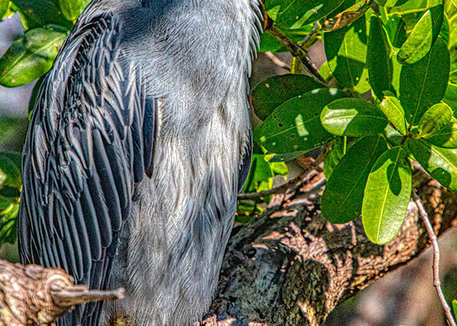 Yellow Crowned Night Heron Art | Andy Smith Photography