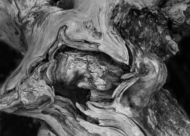 B&W Tree Detail, Yellowstone National Park