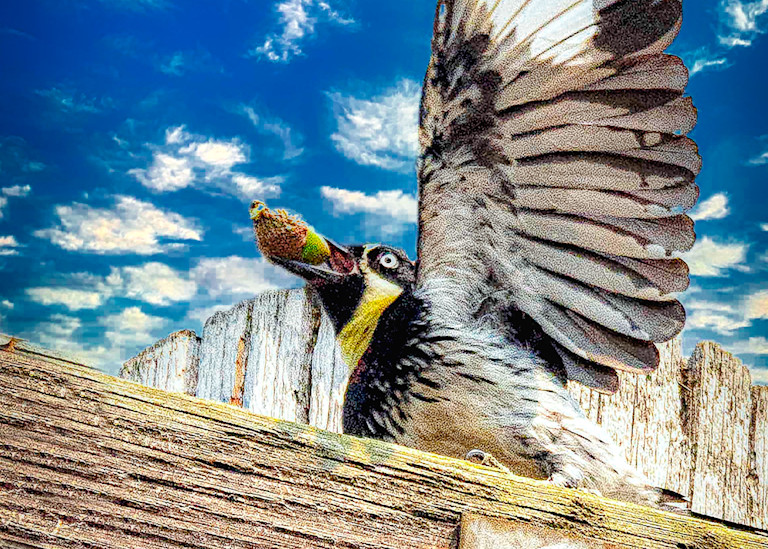 Acorn Woodpecker Art | Cutlass Bay Productions, LLC