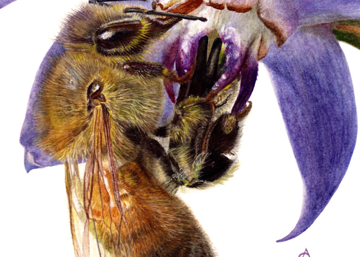 Honey Bee And Borage Art | Gossamer Lane Fine Art