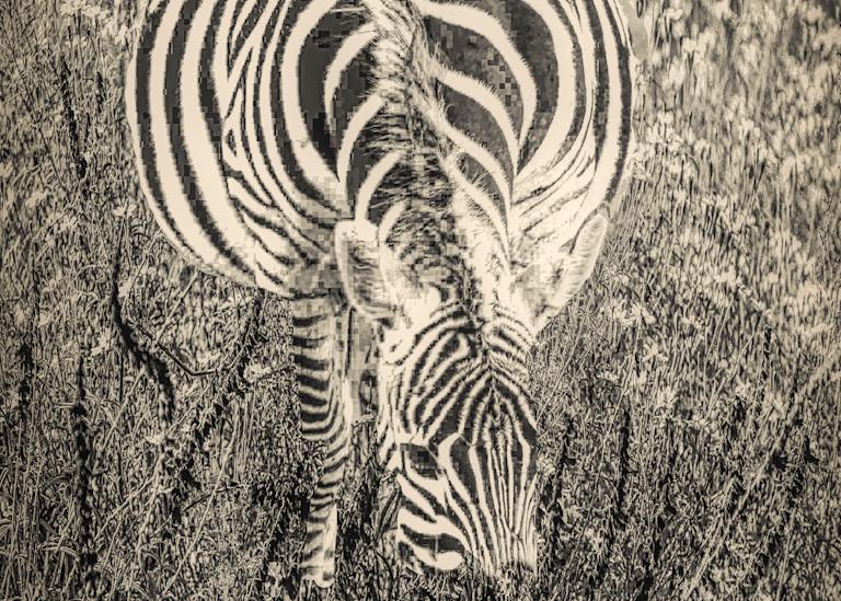 Feeding Zebra Art | Cutlass Bay Productions, LLC