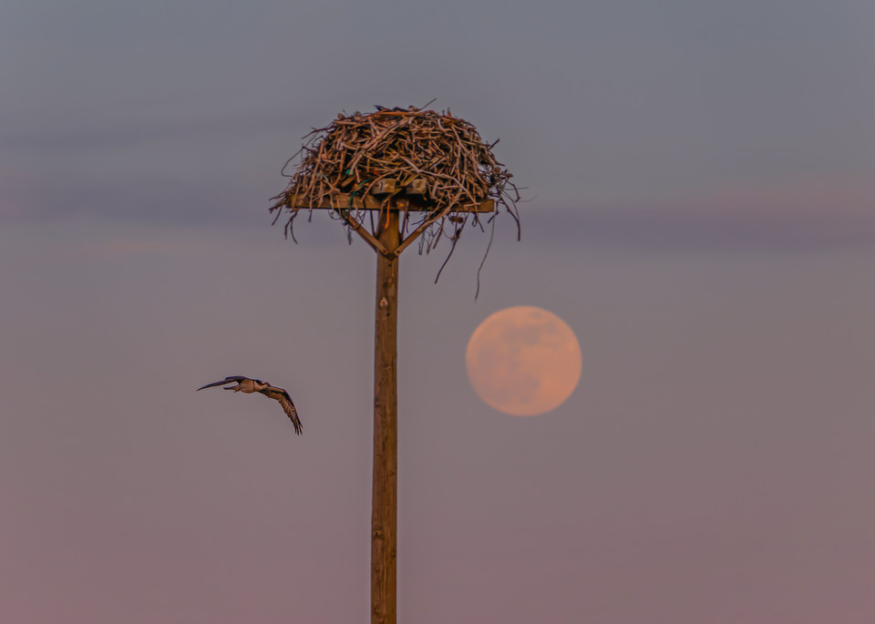 Oak Bluffs Osprey Flight Moon Art | Michael Blanchard Inspirational Photography - Crossroads Gallery