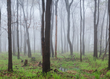 Foggy Springtime  Panorama Photography Art | Press1Photos, LLC