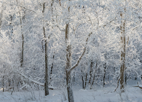 Winter Lace Panorama Photography Art | Press1Photos, LLC