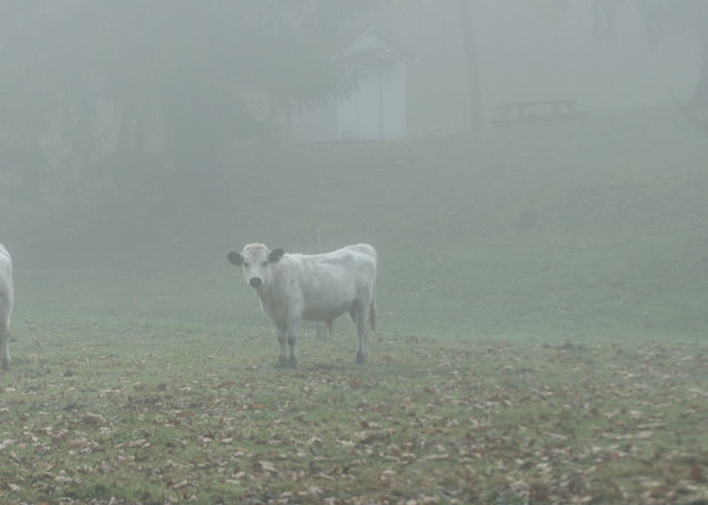 Cows In The Fog Photography Art | Press1Photos, LLC