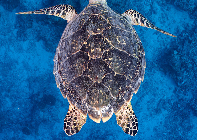 This beautiful Turtle image is a fine art photograph available for sale.