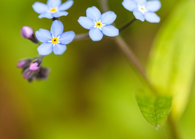 Closeup of Alpine Forget-Me-Not.
