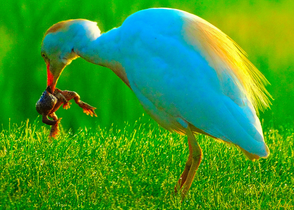 1 2 1 Cattle Egret And Frog Photography Art | Nature Pics By Andrew