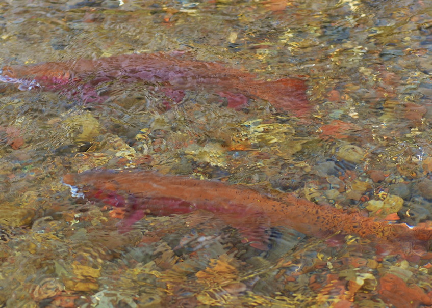 Spawning Cutthroat In Yellowstone Photography Art | Fly Fishing Portraits