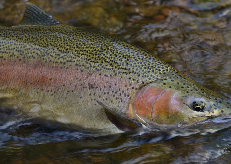 Male Rainbow Trout From Ny Photography Art | Fly Fishing Portraits