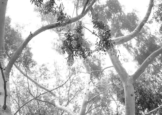 Eucalyptus Fog Photography Art | FocusPro Services, Inc.