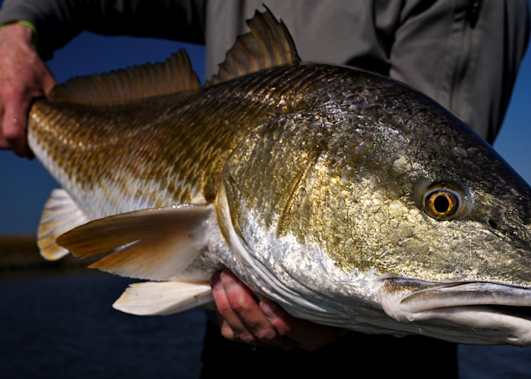 Redfish Close Up Portrait 101 Photography Art | Fly Fishing Portraits