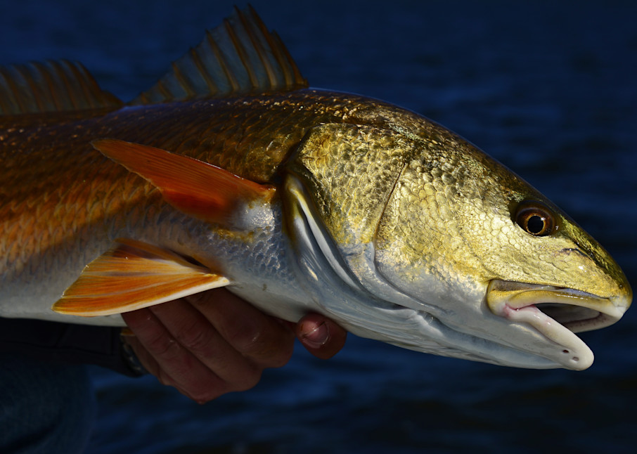 Redfish Close Up Portrait 106 Photography Art | Fly Fishing Portraits