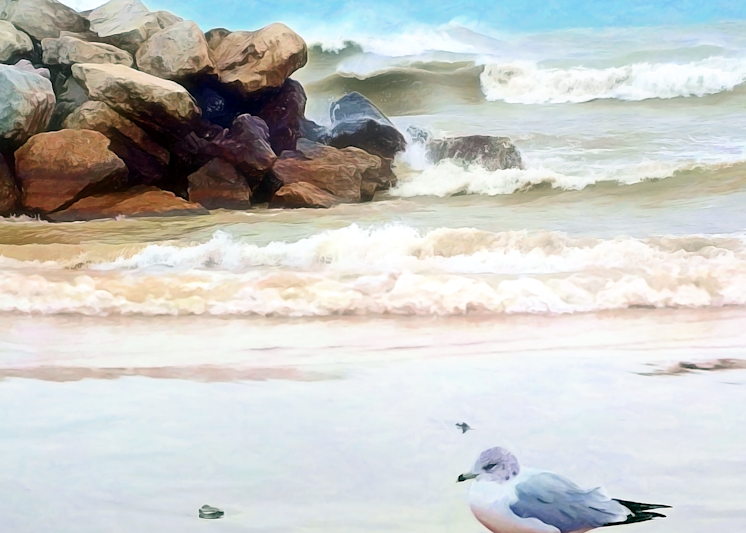 Sandy Seagull Art | Anthony Kashinn Originals