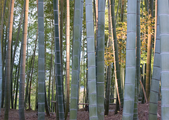 Bamboo Photography Art | Press1Photos, LLC