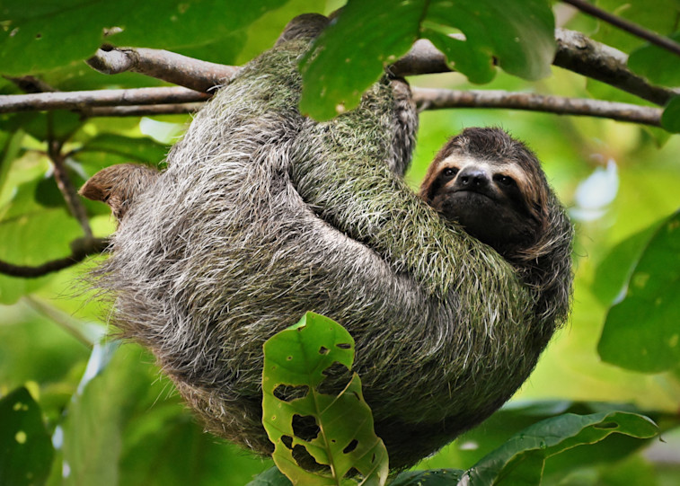 Sloth Hanging From Branch 2 Photography Art | Fly Fishing Portraits