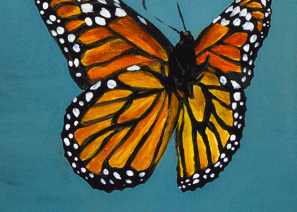 Monarch Butterfly Art | Jennifer Richter Art