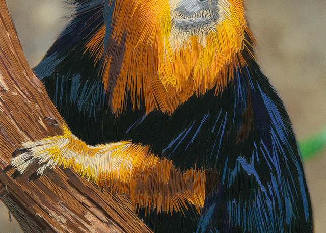 Golden Headed Monkey Web Art | David Poyant Paintings