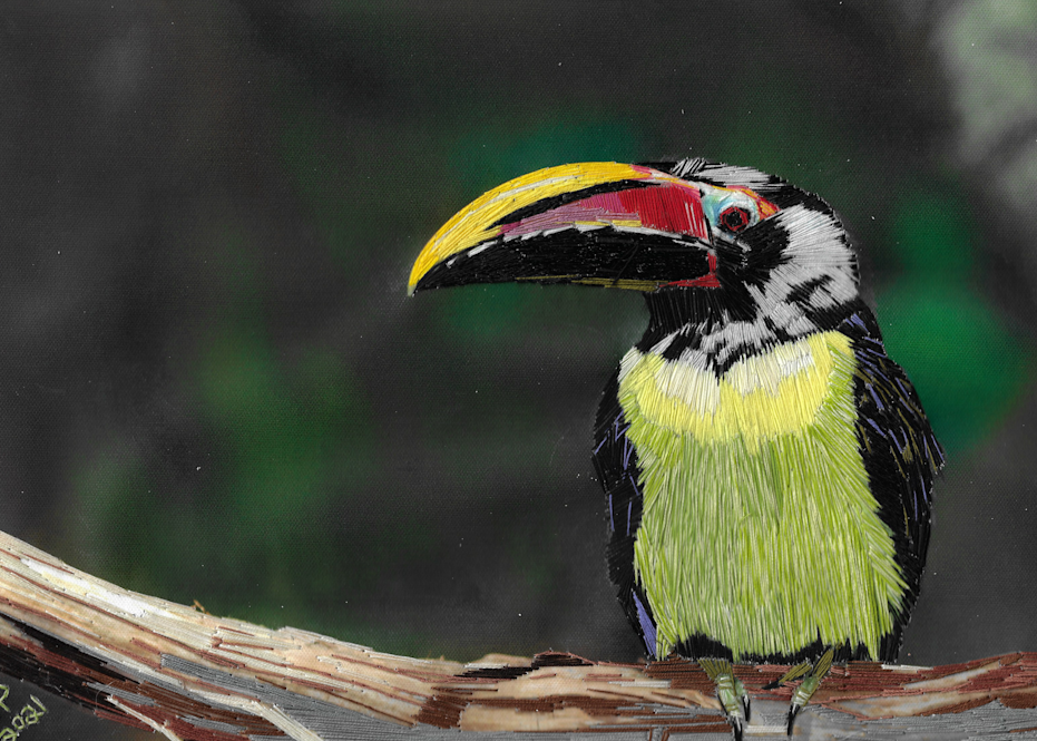Green Aracari Art | David Poyant Paintings
