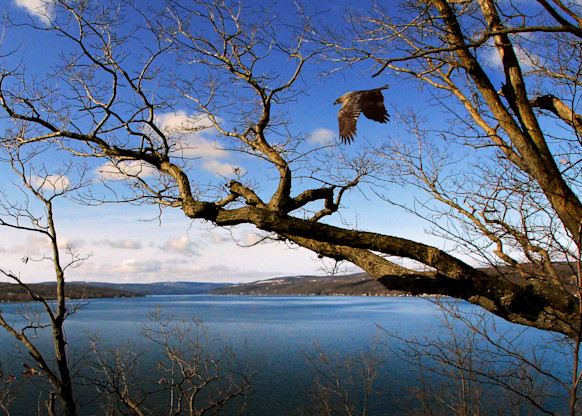 Bluff Point Eagle Panorama Art | TC Gallery