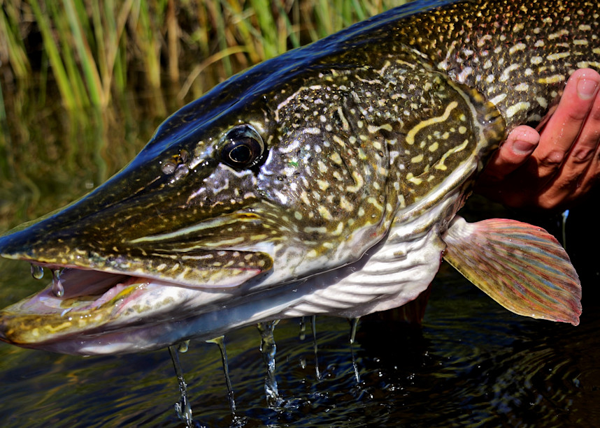 Northern Pike Close Up Portrait 1 Photography Art | Fly Fishing Portraits