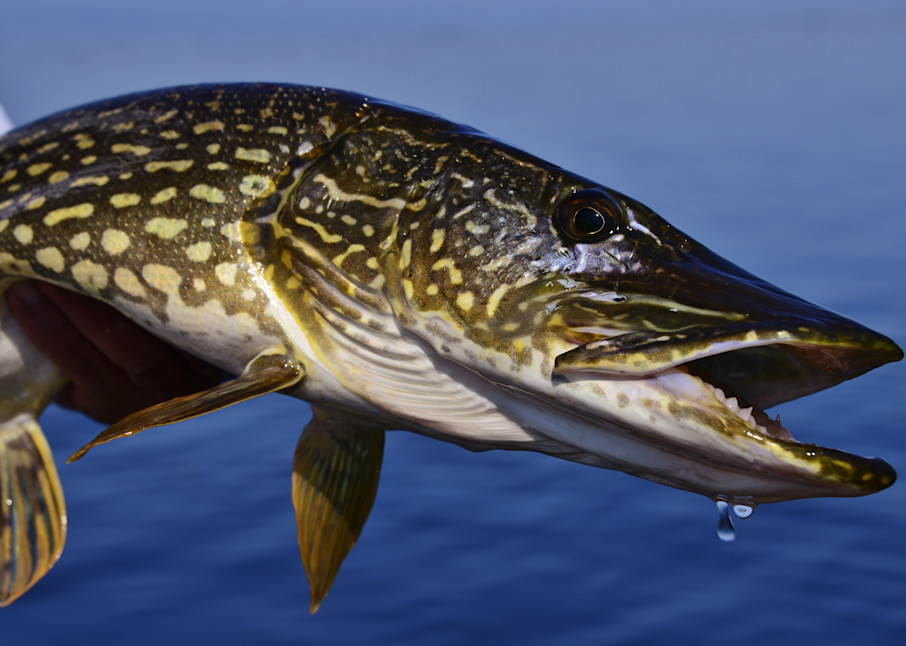 Northern Pike Close Up Portrait 2 Photography Art | Fly Fishing Portraits