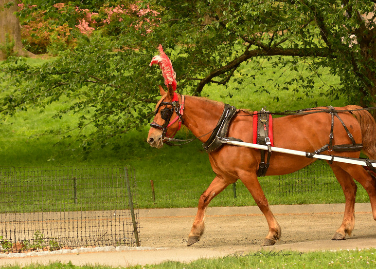 NY HORSE CARRIAGE RIDE ART
