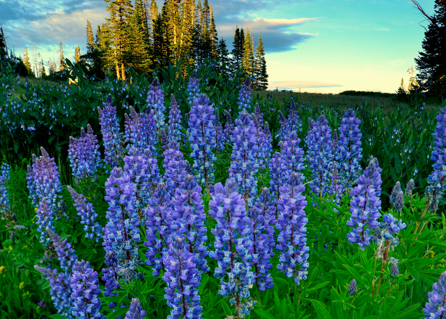 Lupine Afternoon  Photography Art | Craig Primas Photography