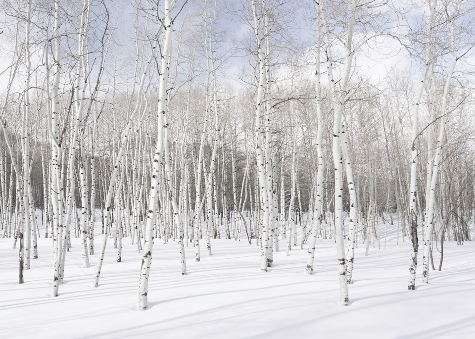 A fine art photograph of aspen trees in the snow on a bluebird day by Mia DelCasino.